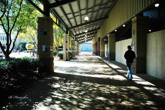 2009 U.S. National Arabian And Half-Arabian Purebred Halter Championships