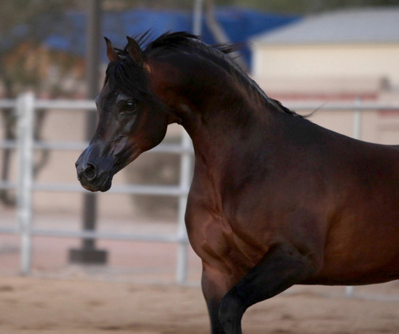 Argent Farms & Michael Byatt Arabians