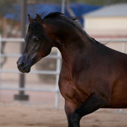 Argent Farms & Michael Byatt Arabians