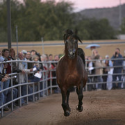 Argent Farms & Michael Byatt Arabians