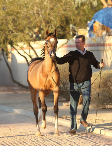 Argent Farms & Michael Byatt Arabians