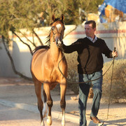 Argent Farms & Michael Byatt Arabians