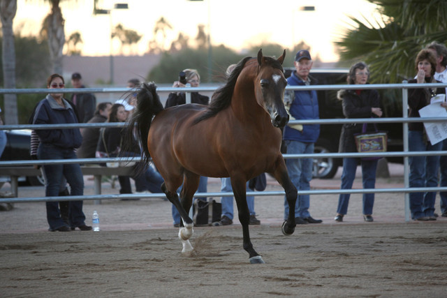 Argent Farms & Michael Byatt Arabians