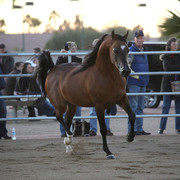 Argent Farms & Michael Byatt Arabians