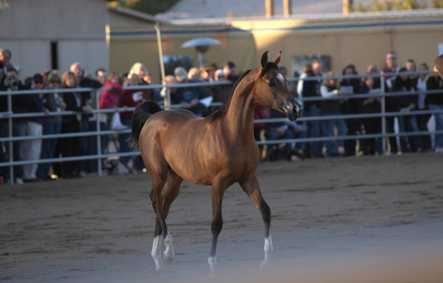Argent Farms & Michael Byatt Arabians