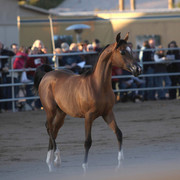 Argent Farms & Michael Byatt Arabians