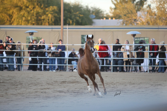 Argent Farms & Michael Byatt Arabians