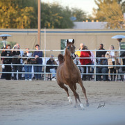 Argent Farms & Michael Byatt Arabians