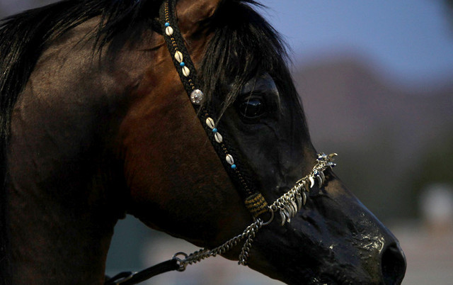 Argent Farms & Michael Byatt Arabians