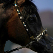 Argent Farms & Michael Byatt Arabians