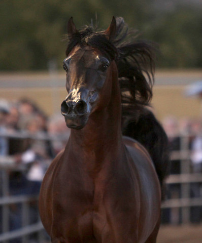 Argent Farms & Michael Byatt Arabians