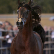 Argent Farms & Michael Byatt Arabians