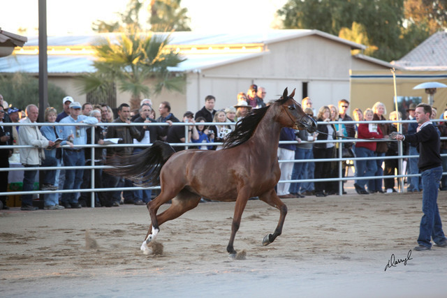 Argent Farms & Michael Byatt Arabians