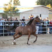 Argent Farms & Michael Byatt Arabians