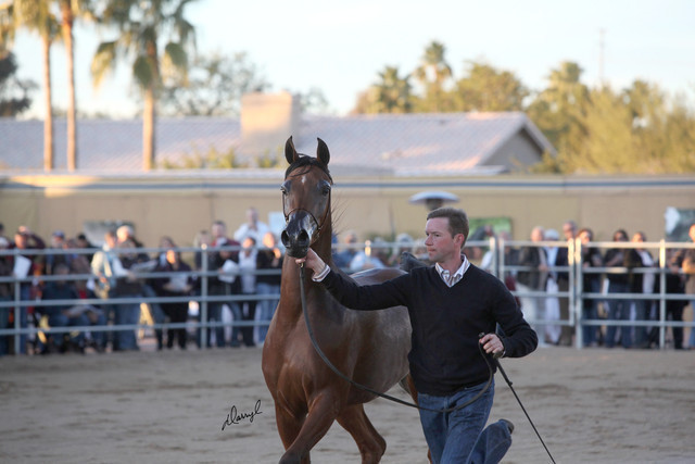 Argent Farms & Michael Byatt Arabians