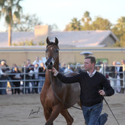 Argent Farms & Michael Byatt Arabians