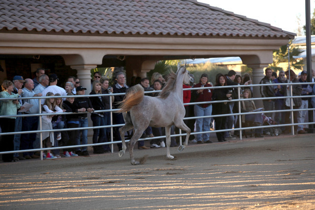 Argent Farms & Michael Byatt Arabians