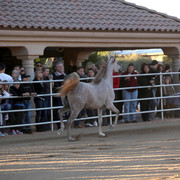 Argent Farms & Michael Byatt Arabians
