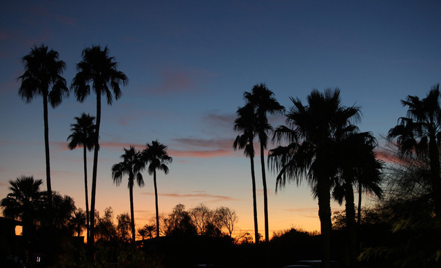 Argent Farms & Michael Byatt Arabians