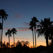 Argent Farms & Michael Byatt Arabians