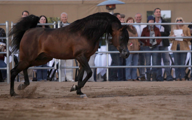 Argent Farms & Michael Byatt Arabians