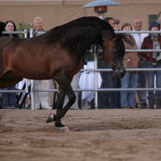 Argent Farms & Michael Byatt Arabians