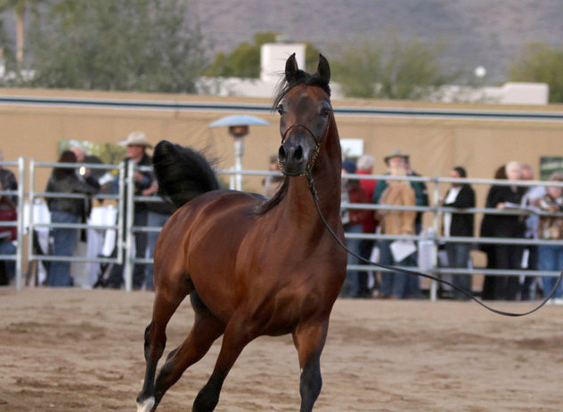 Argent Farms & Michael Byatt Arabians