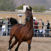 Argent Farms & Michael Byatt Arabians