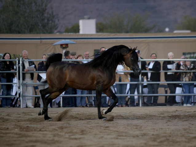 Argent Farms & Michael Byatt Arabians