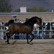 Argent Farms & Michael Byatt Arabians