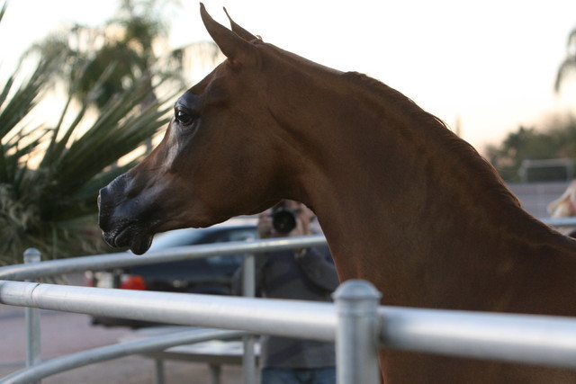Argent Farms & Michael Byatt Arabians