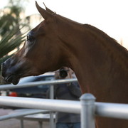 Argent Farms & Michael Byatt Arabians