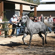 Scottsdale Farm Tours - Thursday