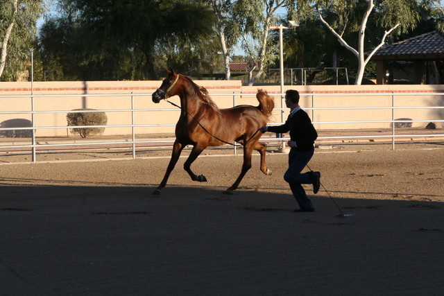 Argent Farms & Michael Byatt Arabians