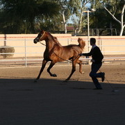 Argent Farms & Michael Byatt Arabians