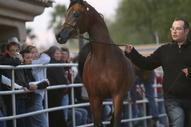 Argent Farms & Michael Byatt Arabians
