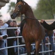 Argent Farms & Michael Byatt Arabians