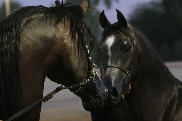 Argent Farms & Michael Byatt Arabians
