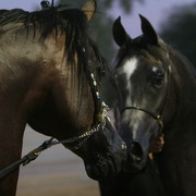 Argent Farms & Michael Byatt Arabians