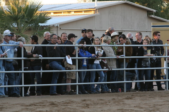Argent Farms & Michael Byatt Arabians