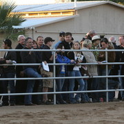 Argent Farms & Michael Byatt Arabians