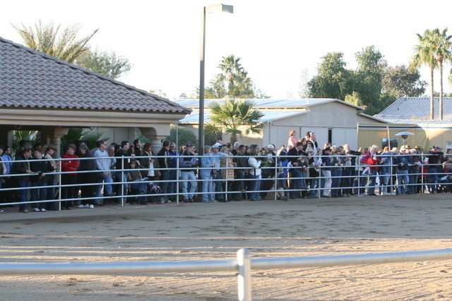 Argent Farms & Michael Byatt Arabians