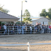 Argent Farms & Michael Byatt Arabians