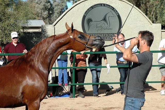 North Arabians International Training Center