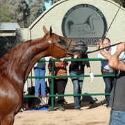 North Arabians International Training Center