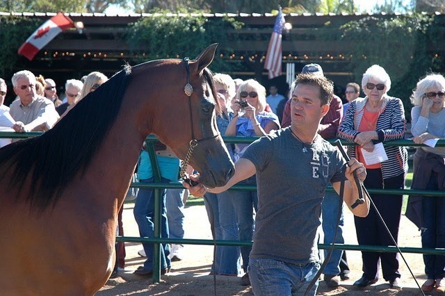 North Arabians International Training Center