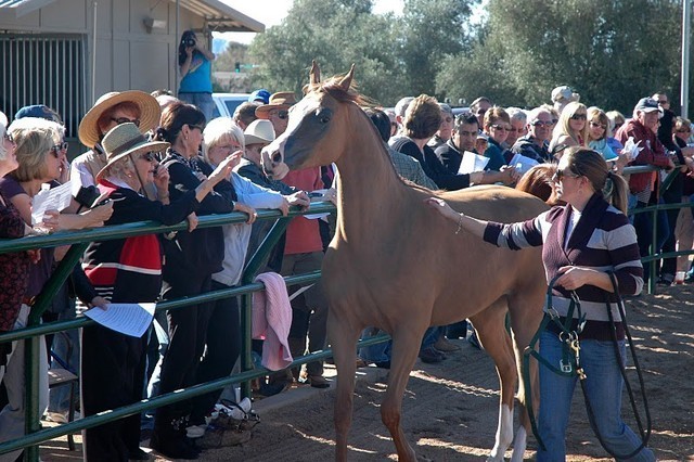 North Arabians International Training Center