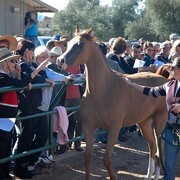 North Arabians International Training Center