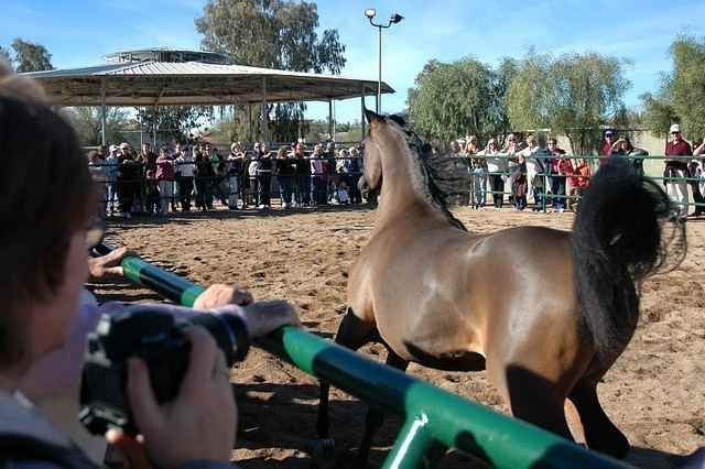 North Arabians International Training Center
