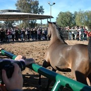 North Arabians International Training Center